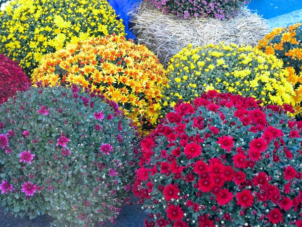 Abstrakt Vackra Röda Blå Gul Blommor Buketter Bakgrund — Stockfoto