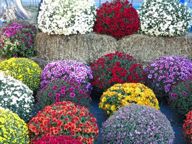 Soyut güzel kırmızı, mavi, sarı, çiçek buketleri arka plan.