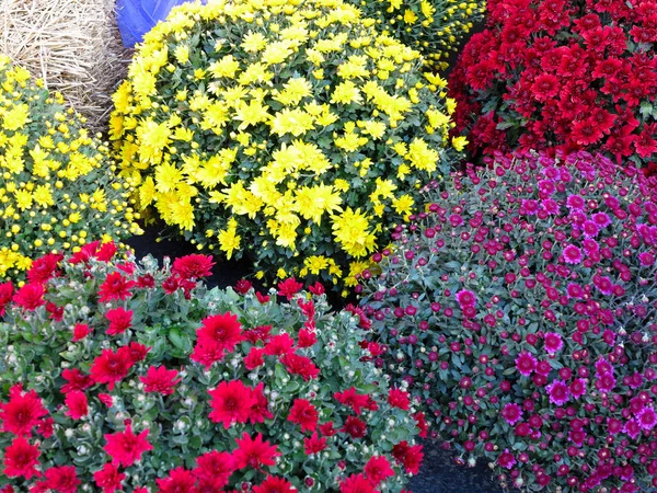 Abstrakt Vackra Röda Blå Gul Blommor Buketter Bakgrund — Stockfoto