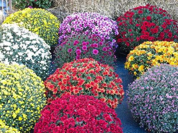 Abstrakt Vackra Röda Blå Gul Blommor Buketter Bakgrund — Stockfoto