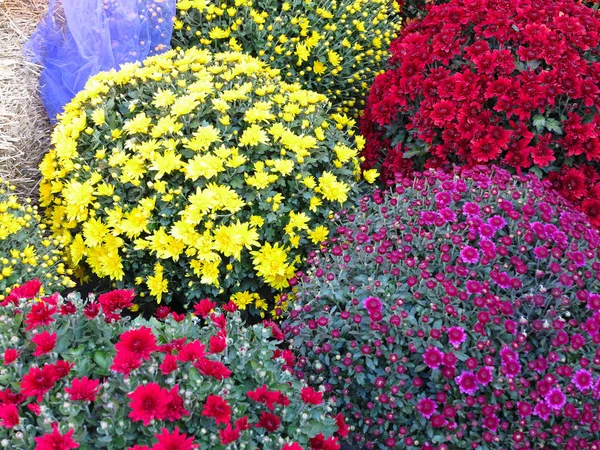 Abstrakt Vackra Röda Blå Gul Blommor Buketter Bakgrund — Stockfoto