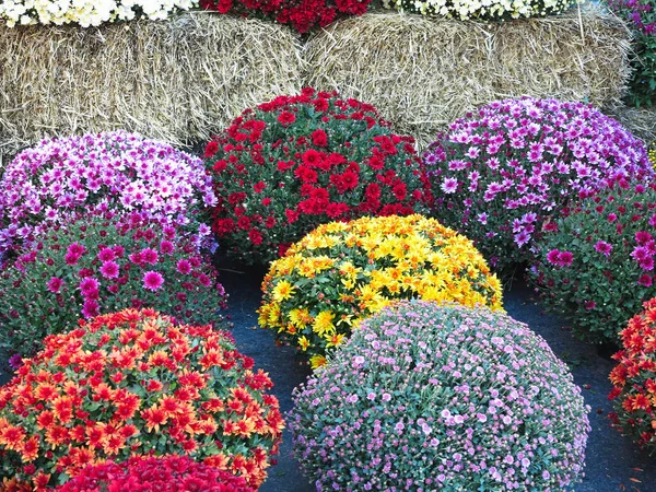 Abstrakt Vackra Röda Blå Gul Blommor Buketter Bakgrund — Stockfoto