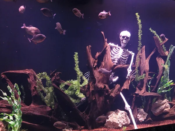 Piranha fish and human skeleton underwater abstract composition