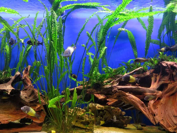 Korallenriff Meereslebewesen bunte tropische Fische Aquarium Tank — Stockfoto