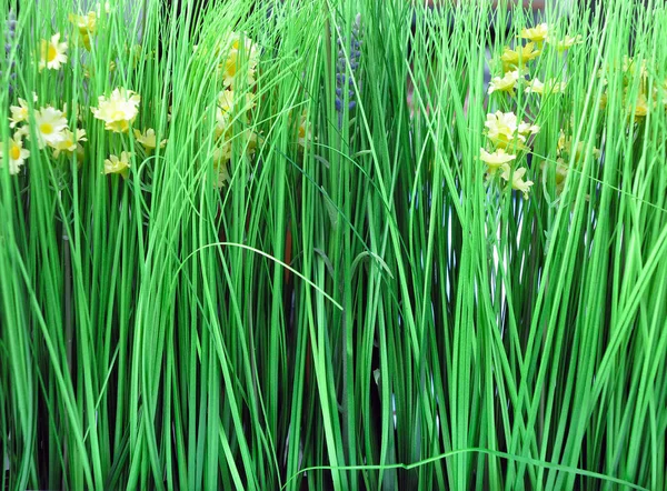 Fresh green grass and wild flowers background macro — Stock Photo, Image