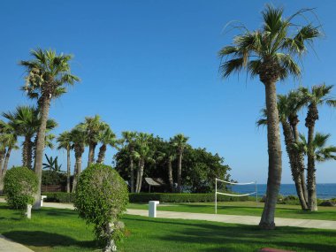 Güzel topraklar, palmiye ağaçları ve lüks bir tatil köyünde güneşlenirler.  