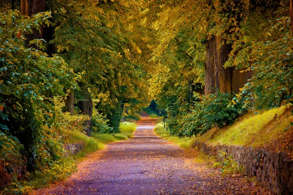 Höstens Landskap Vackra Guld Falla Park — Stockfoto