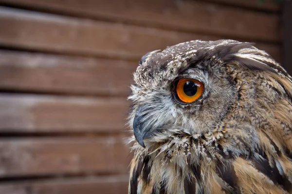 Roofvogels. — Stockfoto