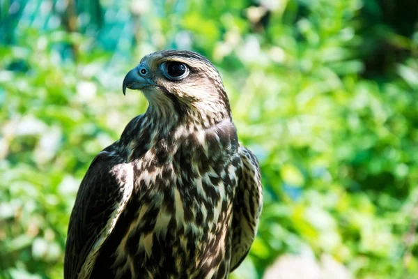 Falcon portrait close up. — Stock Photo, Image