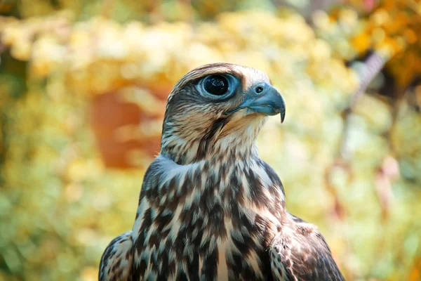 Falcon porträtt. — Stockfoto