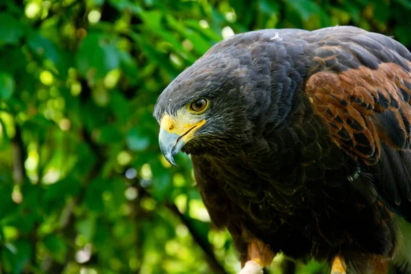 Harris Hawk Nahaufnahme Porträt. — Stockfoto