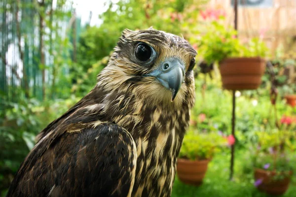 Falcon portret close-up. — Stockfoto