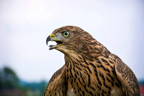 Hawk porträtt. — Stockfoto