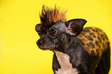 benzer Leopard için sarı arka plan rengiyle komik köpek
