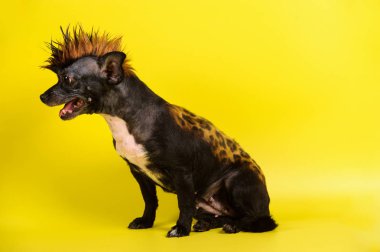 benzer Leopard için sarı arka plan rengiyle komik köpek
