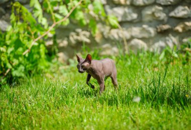 Sphynx kedi yeşil çimenlerin üzerinde