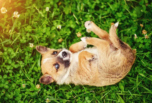 Portret Van Een Kleine Pup Een Groen Gras — Stockfoto