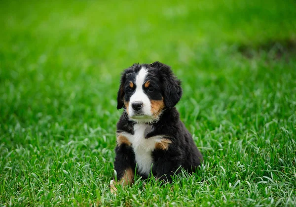 yeşil çimenlerin üzerinde küçük köpek yavrusu