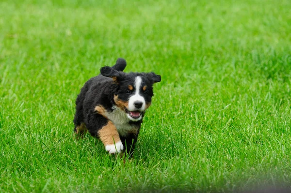 Petits Chiots Heureux Sur Une Herbe Verte — Photo