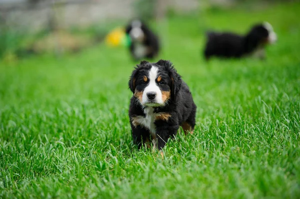 Petit Chiot Heureux Courant Sur Une Herbe Verte — Photo