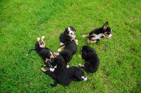 Pequenos Cachorros Felizes Uma Grama Verde — Fotografia de Stock