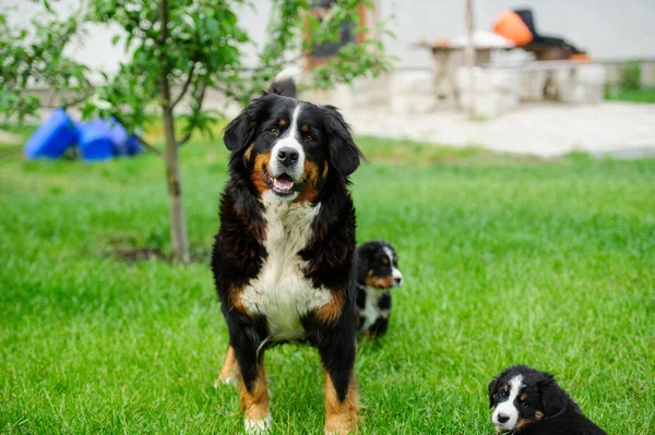 Yeşil Çimenlerin Üzerinde Güzel Köpek — Stok fotoğraf