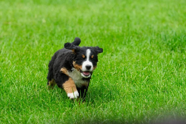 Pequeños Cachorros Felices Una Hierba Verde —  Fotos de Stock