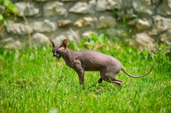 Kočka Sphynx Zelené Trávě — Stock fotografie