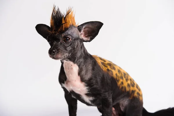 Perro Divertido Con Color Similar Leopardo Fondo Gris — Foto de Stock