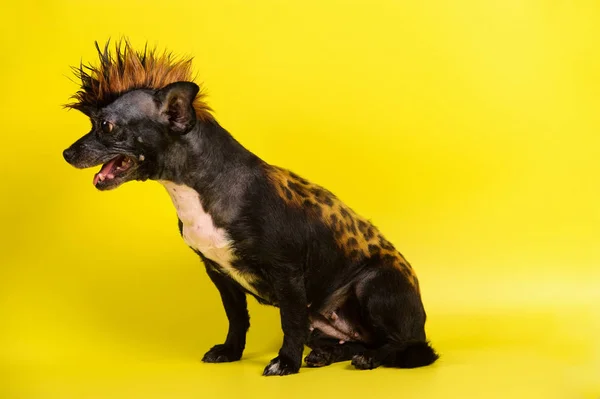 Perro Divertido Con Color Similar Leopardo Fondo Amarillo — Foto de Stock