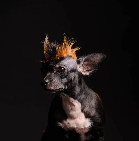 Perro Divertido Con Color Similar Leopardo Fondo Gris — Foto de Stock