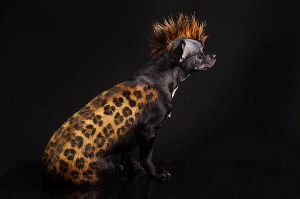 Perro Divertido Con Color Similar Leopardo Fondo Gris — Foto de Stock