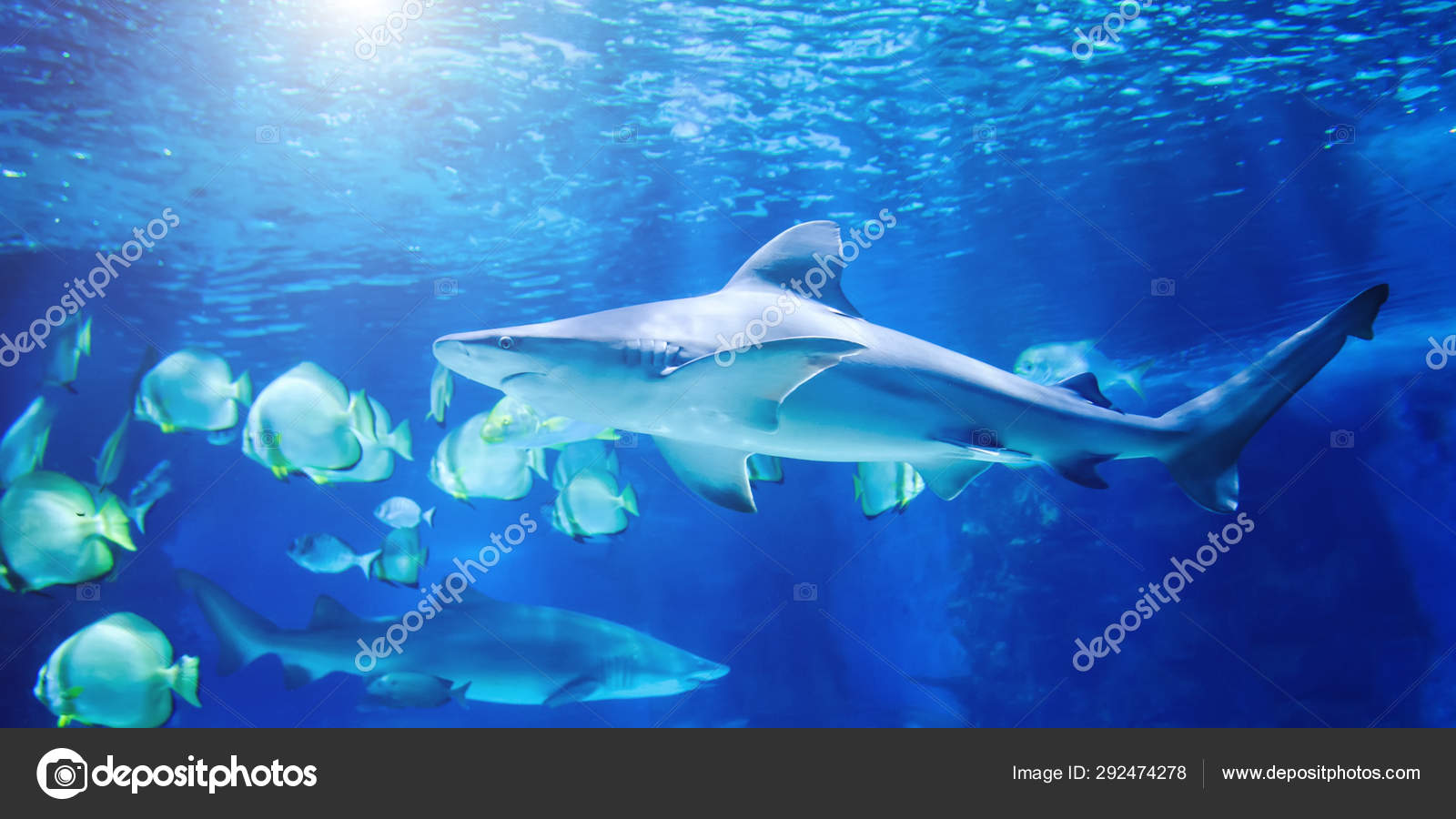 O Grande Tubarao Branco No Azul Grande Stock Photo C Art Man O Grande Tubarao Branco No Azul Grande Stock Photo C Art Man