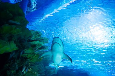 Büyük beyaz köpekbalığı büyük mavi