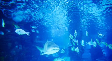 Büyük beyaz köpekbalığı büyük mavi