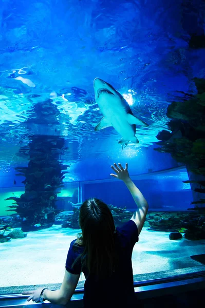 El gran tiburón blanco en el gran azul — Foto de Stock