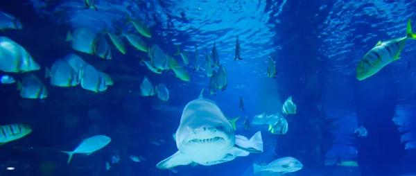 Большая белая акула в большом синем — стоковое фото
