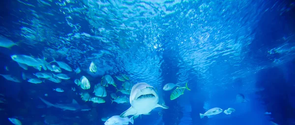 Der große weiße Hai im großen Blau — Stockfoto