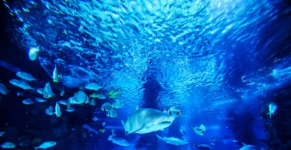 O grande tubarão branco no grande azul — Fotografia de Stock