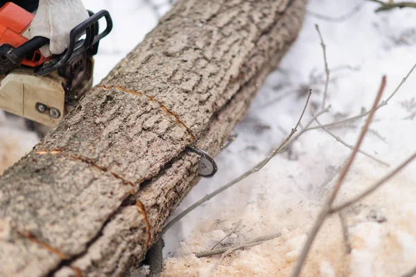 Oduncu testere testere testeresinin yakın çekim, talaş lı sinek — Stok fotoğraf