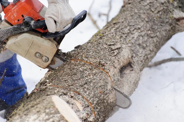 Oduncu testere testere testeresinin yakın çekim, talaş lı sinek
