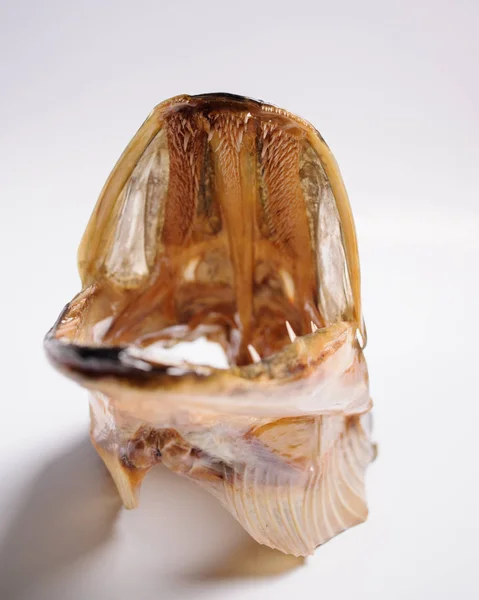 Таксидермированная рыбья голова на сером фоне — стоковое фото
