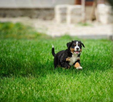 yeşil çimenlerin üzerinde çalışan küçük mutlu köpek yavrusu
