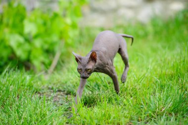 Sphynx kedi yeşil çimenlerin üzerinde