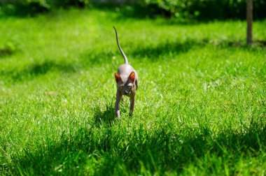Sphynx kedi yeşil çimenlerin üzerinde
