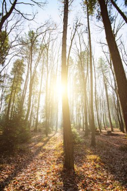 Dağlarda güneşli sonbahar ormanı