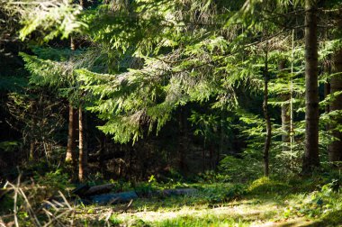Dağlarda güneşli sonbahar ormanı