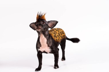 leopar benzer renk ile komik köpek