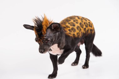 leopar benzer renk ile komik köpek