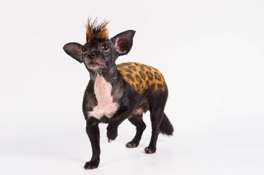 leopar benzer renk ile komik köpek